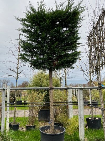Grüne Bastard-Zypresse 'Hochstamm-Spalier' H:170 B:170  (Stamm 200 cm) / Cupressocyparis leylandii (719844)