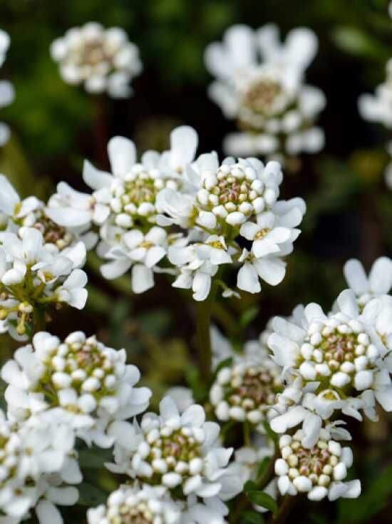 Immergrüne GartenSchleifenblume 'Appen Etz'
