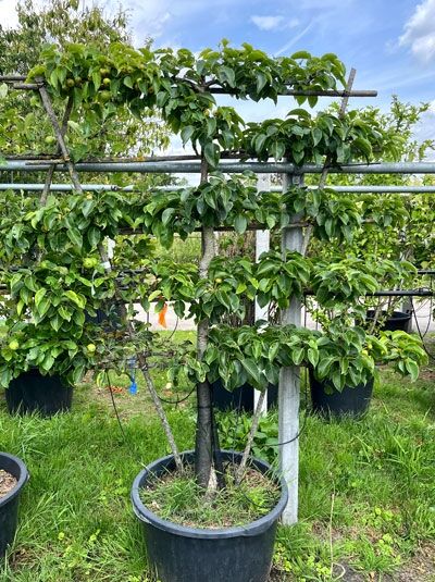 Nashi-Birnen Spalier 'Nijisseiki' H:130 B:160 T:20 (Stamm 60 cm) - Pyrus Pyrifolia 'Nijisseiki' (876058)