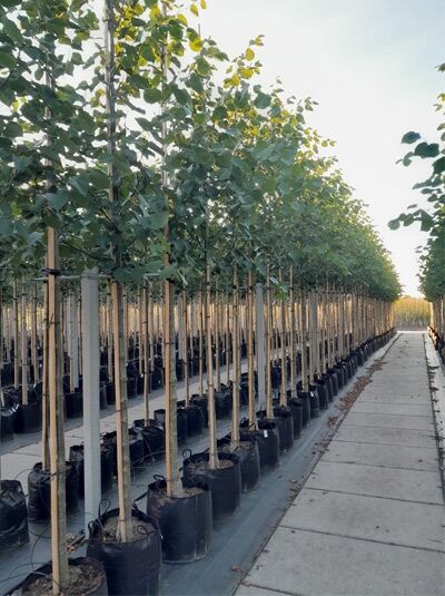 Kaiser-Linde (Tilia europaea 'Pallida' / syn. Tilia intermedia 'Pallida') Hochstamm 10-12 StU im Container mit Laubkrone