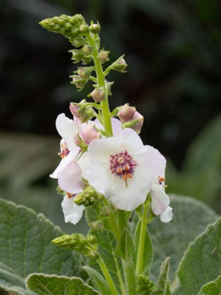 Verbascum x cultorum 'Jackie in Spots' / Königskerze 'Jackie in Spots'