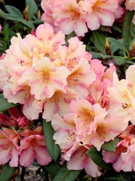 Rhododendron Hybride 'Circus' / Rhododendron 'Circus'