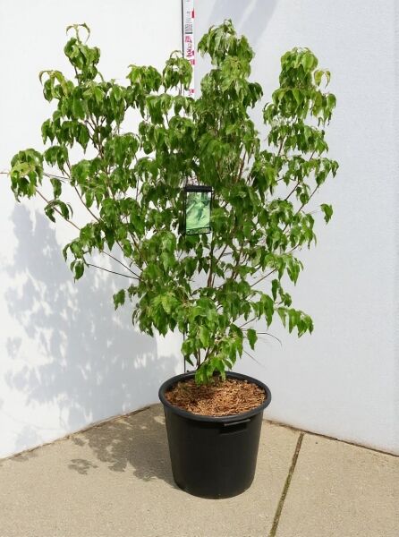 Japanischer Blumen-Hartriegel Cornus kousa 'Schmetterling', mehrstämmiger Strauch im Topf, 125–150 cm, C50