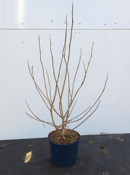 Magnolia stellata 'Waterlily' / Stern-Magnolie 'Waterlily', 60-80 cm, im C5-Topf, mehrtriebiger Strauch ohne Laub.