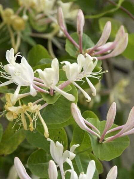Jelängerjelieber / Echtes Geißblatt / Lonicera caprifolium