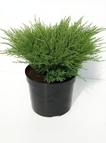 Teppich-Wacholder Juniperus horizontalis 'Andorra Compact', 40–50 cm breit, im C7.5-Topf, dichter grüner Wuchs.