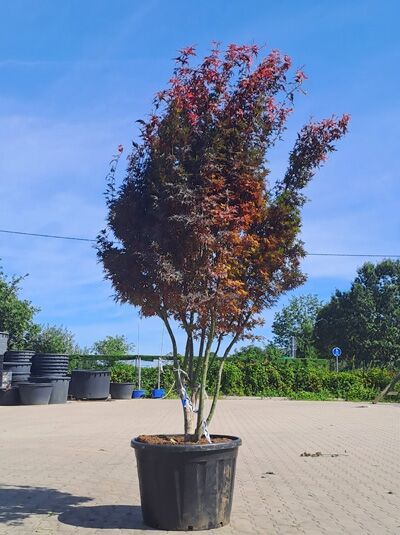 Fächer-Ahorn 'Skeeter's Broom' 300-350 cm Schirmform - Acer palmatum 'Skeeter's Broom' (1577151)