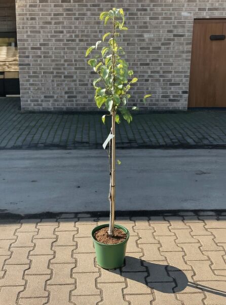 Pyrus communis 'Gute Graue' (Birne 'Gute Graue'), Graue Sommerbutterbirne Halbstamm C7 im Topf mit Stützstab und Etikett.