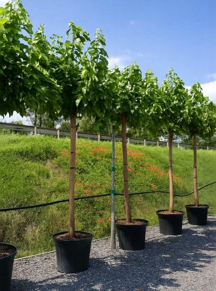 Morus alba 'Fruitless' / Weißer Maulbeerbaum 'Fruitless' Hochstamm im Container mit geradem Stamm und grüner Krone