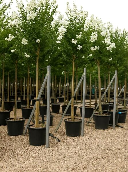 Lagerstroemia indica (Indische Lagerströmie) Hochstamm im Container mit weißen Blüten, StU 14-16