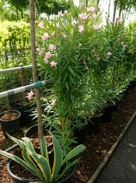 Nerium oleander (Oleander/Rosenlorbeer) 100-125 cm C30, Strauch im Topf mit rosaroten Blüten und schmalen grünen Blättern