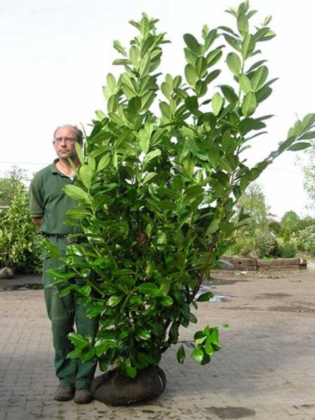Prunus laurocerasus 'Rotundifolia' / Kirschlorbeer 'Rotundifolia', großblättriger Strauch 200-225 cm mit Ballen, dicht belaubt