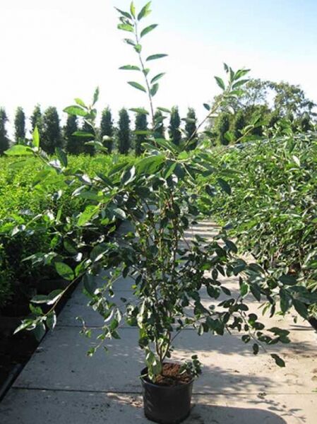 Kahle Felsenbirne 'Ballerina' / Essbare Felsenbirne 'Ballerina' / Amelanchier laevis 'Ballerina'