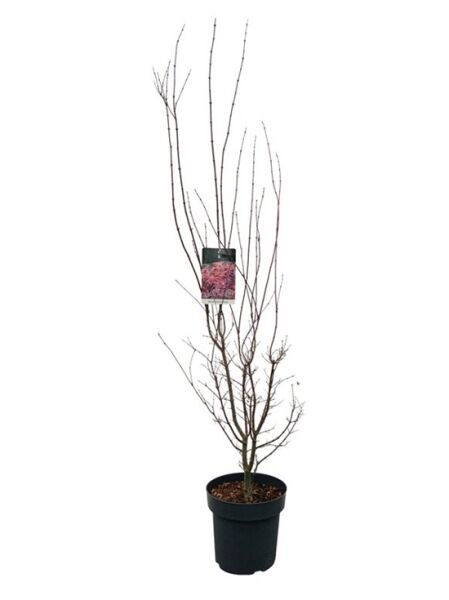 Fächer-Ahorn 'Skeeter's Broom' - Acer palmatum 'Skeeter's Broom'