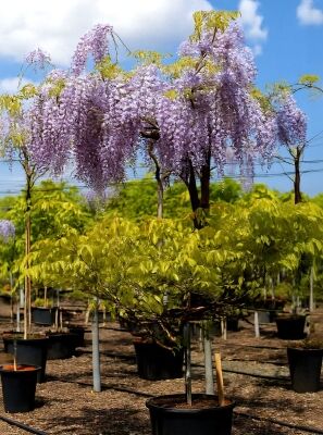 Blauregen - Wisteria sinensis 'Prolific' Dachform/Dachspalier - Baumschule  NewGarden