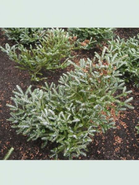 Abies koreana 'Silver Show' (Korea-Tanne) 60–80 cm m. B., kompakter Nadelstrauch mit silbrig-grünen Nadeln.