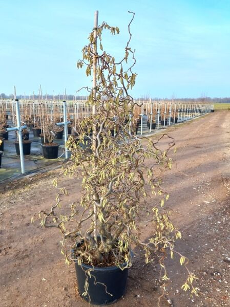 Korkenzieher-Hasel (Corylus avellana 'Contorta') 150-175 cm C50 im Topf, mit korkenzieherartig gedrehten Zweigen und Kätzchen.