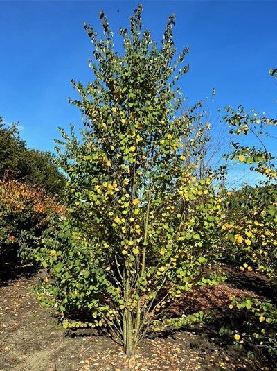 Cercidiphyllum japonicum (Judasblatt, Kuchenbaum, Katsurabaum) Solitär 300–350 cm, mehrstämmiger Baum mit gelbgrünem Laub