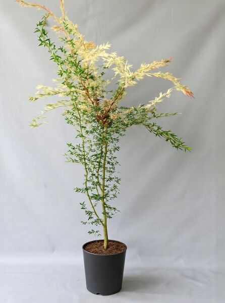 Japanischer Fächer-Ahorn Acer palmatum 'Asahi-zuru', 175-200 cm, C20, mehrstämmig im schwarzen Topf mit panaschiertem Laub.
