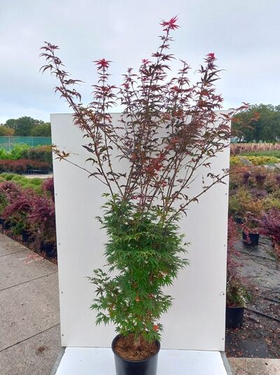 Acer palmatum 'Pixie' / Fächer-Ahorn 'Pixie', 150-175 cm, C20 im Topf, schlanker Wuchs mit feinem dunkelrotem Laub.