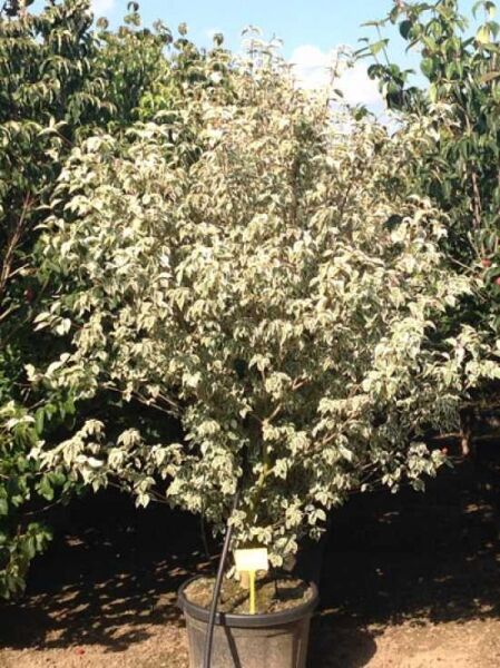 Japanischer Blumen-Hartriegel 'Melanie' / Cornus kousa 'Melanie'