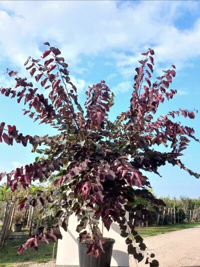 Amerikanischer Judasbaum &#039;Forest Pansy&#039; / Cercis canadensis &#039;Forest Pansy&#039;