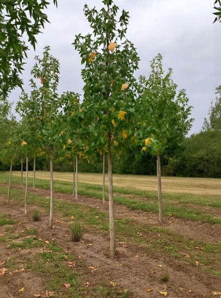Liquidambar styraciflua 'Palo Alto' – Amberbaum 'Palo Alto' Hochstamm mit Stamm und grünen bis gelblichen Blättern im Feldbestand