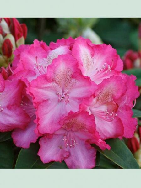 Rhododendron 'Sternzauber' / Rhododendron Hybride 'Sternzauber'