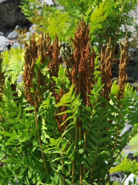 Osmunda regalis / Königsfarn / Königs-Rispenfarn