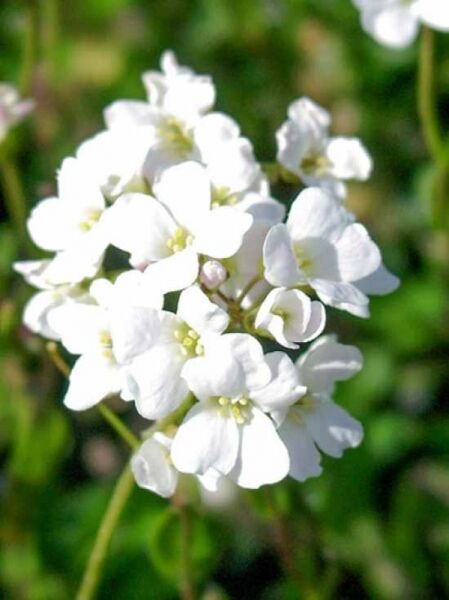 Sündermann-Schaumkresse / Arabis suendermannii