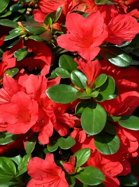 Rhododendron obtusum 'Stewartstown' / Japanische Azalee 'Stewartstown' mit roten Blüten und glänzend grünen Blättern