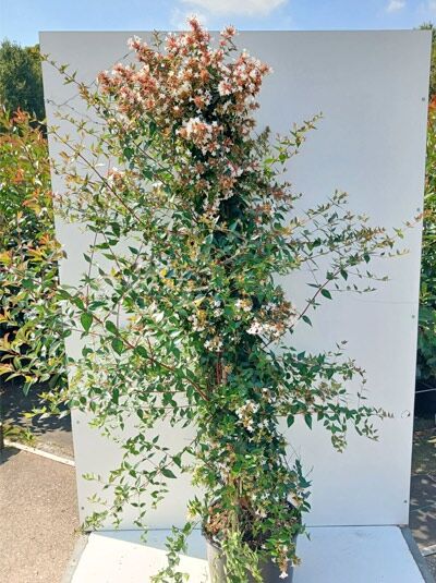 Großblumige Abelie / Abelia grandiflora