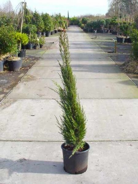 Mittelmeer-Zypresse / Säulen-Zypresse / Mittelmeer-Zypresse / Säulen-Zypresse