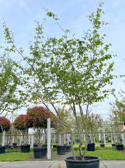 Eisenholzbaum / Parrotie 300 - 325 cm / Parrotia persica mehrstämmige Schirmform' (876113)