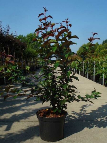 Zierapfel 'Scarlet'  / Zierapfel 'Scarlet'