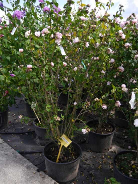 GartenEibisch 'Leopoldii' / Hibiscus syriacus 'Leopoldii' kaufen