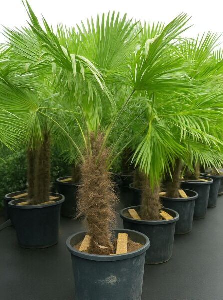 Trachycarpus fortunei / Chinesische Hanfpalme mit faserigem Stamm, im Topf, Variante 130 cm Stamm C130
