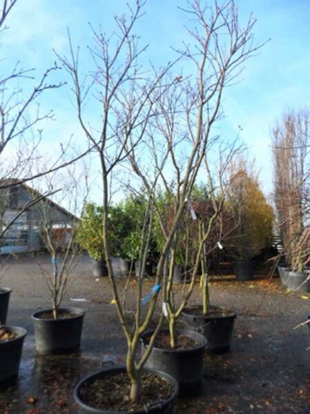 Weinblättriger Japan-Ahorn (Acer japonicum 'Vitifolium') 250-300 cm C90, mehrstämmiger Baum im Container mit kahlen Zweigen.