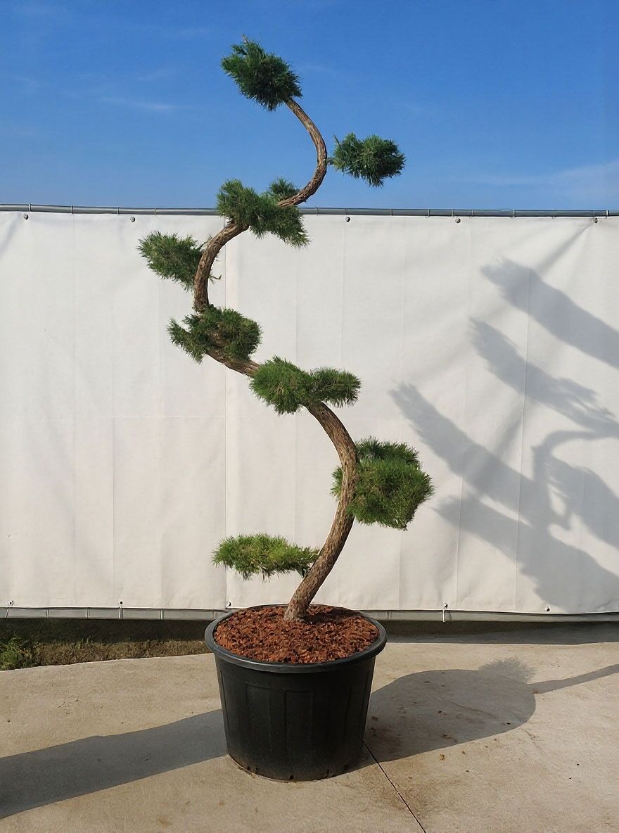 Garten-Bonsai (717206) - Larix kaempferi H: 175 cm - Baumschule NewGarden
