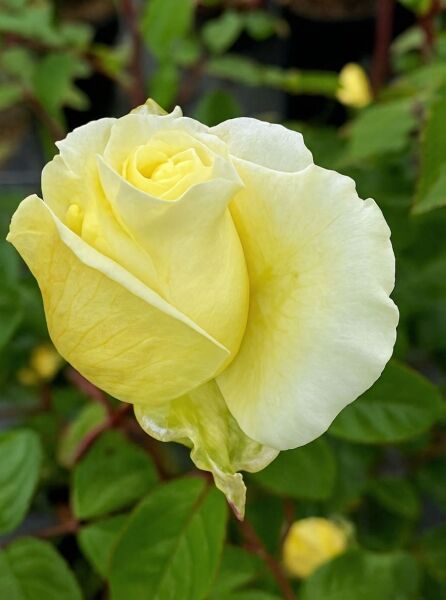 Rosa 'Mentor'® (Beetrose 'Mentor'®) mit cremegelber, halb geöffneter Blüte und grünem Laub in Nahaufnahme.