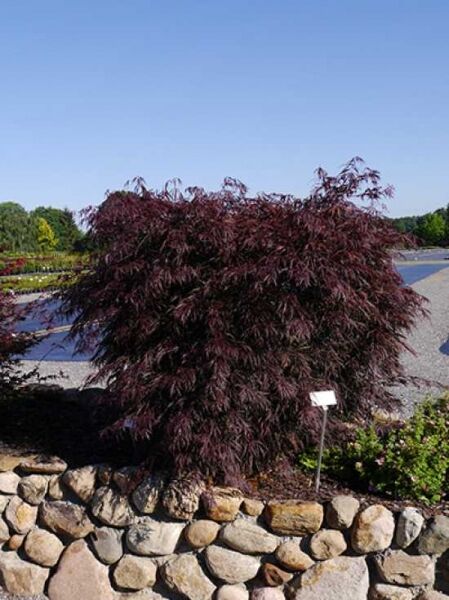 Acer palmatum 'Tamukeyama' / Fächer-Ahorn 'Tamukeyama'