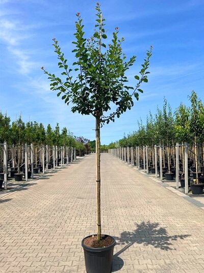 Hauszwetschge (Prunus domestica 'Hauszwetschge') Hochstamm 10-12 StU im Container, junger Obstbaum mit geradem Stamm und Krone.