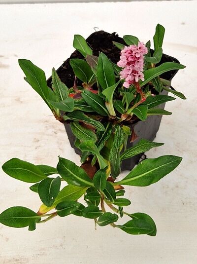 Bistorta affinis 'Dimity' (Teppich-Knöterich) P9 im Topf mit grünen Blättern und rosa Blütenähren