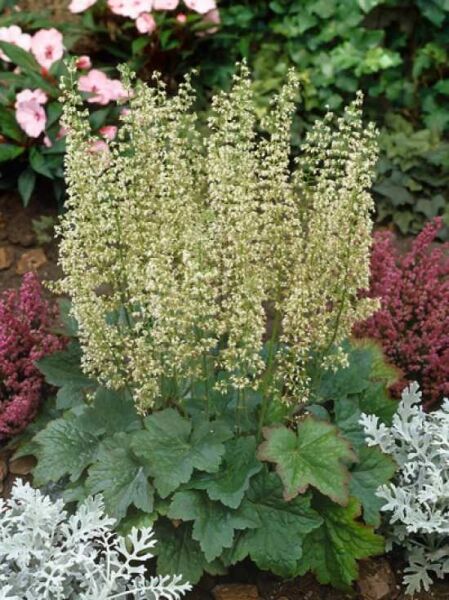Purpurglöckchen 'Chantilly' / Heuchera villosa 'Chantilly'