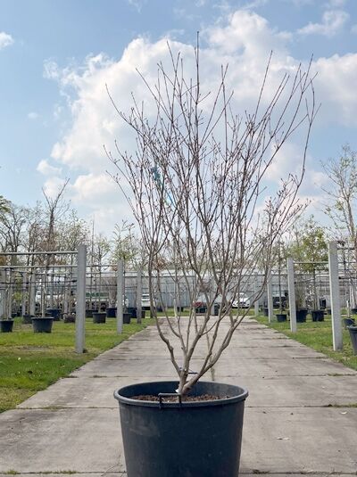 Japanischer Blumen-Hartriegel 'Schmetterling' mehrstämmig / Cornus kousa 'Schmetterling' (876143)