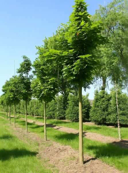 Rotstieliger Schlangenhaut-Ahorn (Acer capillipes) Hochstamm 16-18 StU m. Db., Baum mit grüner Krone im Feldanbau