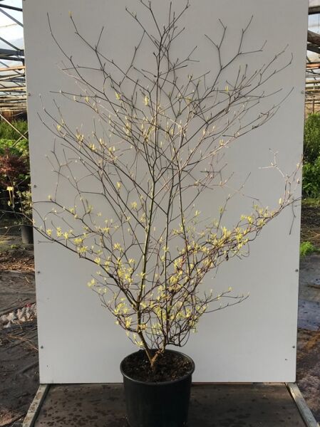 Cornus alternifolia 'Argentea' / Wechselblättriger Hartriegel 'Argentea', 150-175 cm, C20, mehrtriebiger Strauch im Topf mit Austrieb.