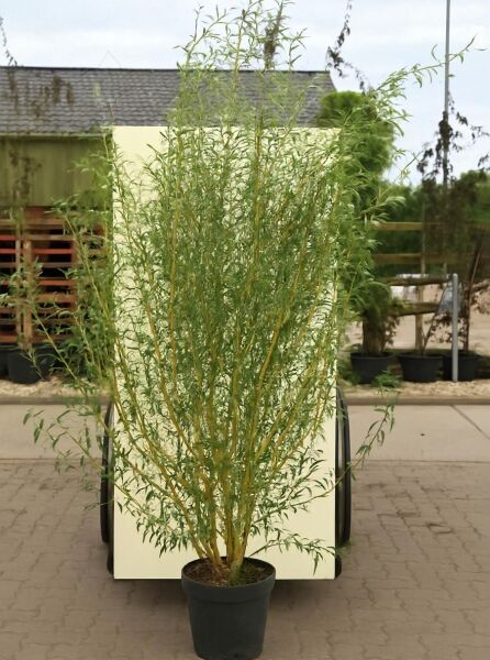 Salix 'Caradoc' / Gold-Korkenzieherweide 'Caradoc', 175-200 cm, C20, mehrtriebiger Strauch im Container mit schmalen Blättern.