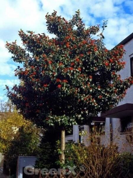 Weißdorn / Apfeldorn 'Carrierei' / Crataegus lavallei 'Carrierei'