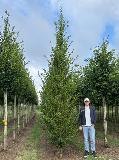 Säulen-Hainbuche (Carpinus betulus ‘Fastigiata’) 550–600 cm mit Drahtballen, aufrechter säulenförmiger Baum mit grünem Laub.
